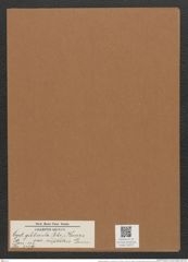 Cystopleura gibberula var. rupestris Grun. (de-Toni-Nr.: Genus 103, Species 3129) Zeichnungen Sammlung Grunow Mappe 03377 (Herbarium_W_Grunow_drawings_Folder_03377)